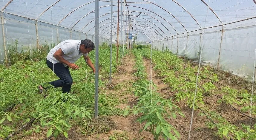 Zonguldaklı emekli madenci ata tohumuyla domates yetiştiriyor