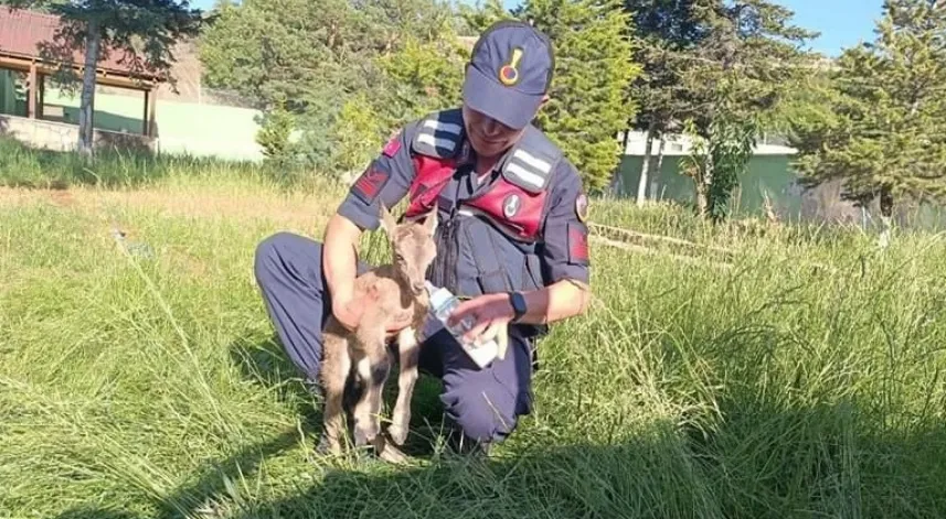 Yaralı bulunan dağ keçisi yavrusu koruma altına alındı