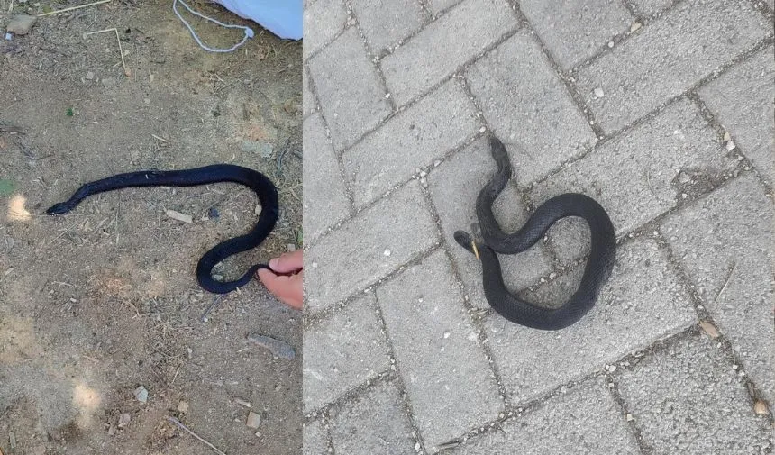Yayla evinin bahçesinde yakalanan yılan doğaya salındı