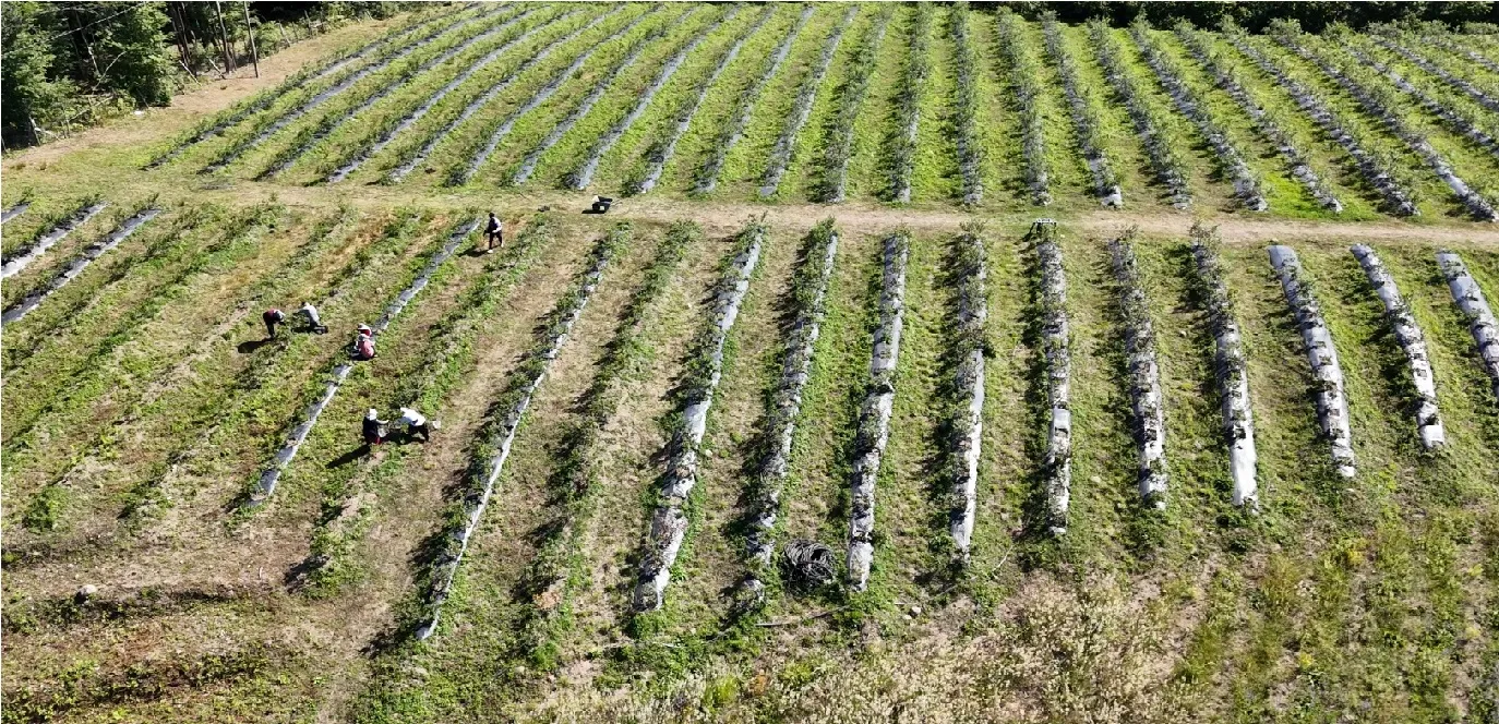 Ordu'da mavi yemiş fındık üreticilerine ilave gelir sağlıyor