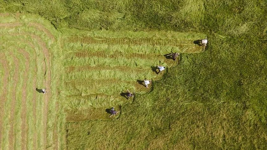 Çiftçilere 87,5 milyon liralık tarımsal destekleme ödemesi yapılacak