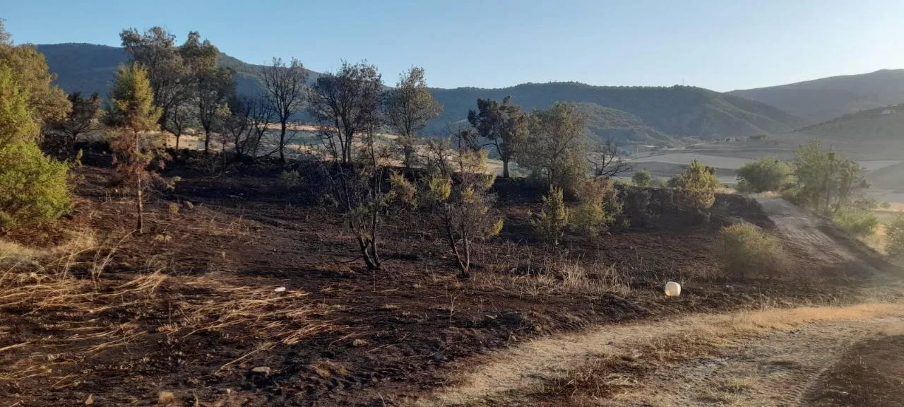 Mangaldan kaynaklanan yangın nedeniyle 6 dekar alan zarar gördü