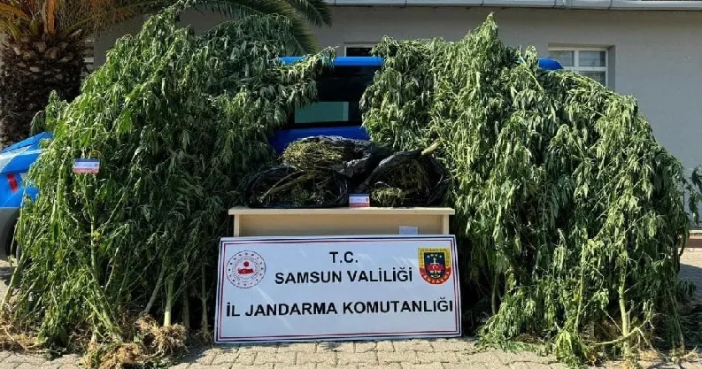 Samsun'da 6 kilo 300 gram esrar ele geçirildi