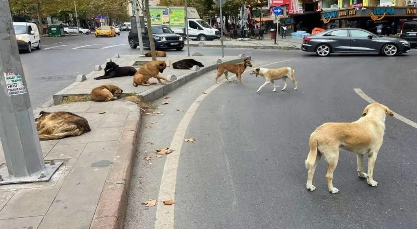 Sahipsiz köpek düzenlemesi: Teklif Genel Kurul'dan geçerek yasalaştı