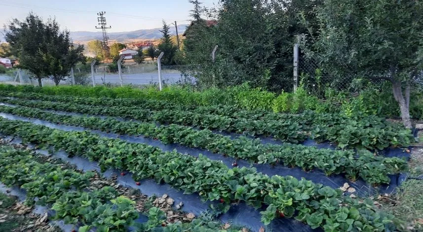 Coğrafi işaretli İskilip çileğinin ekim alanı 750 dekara yükseldi