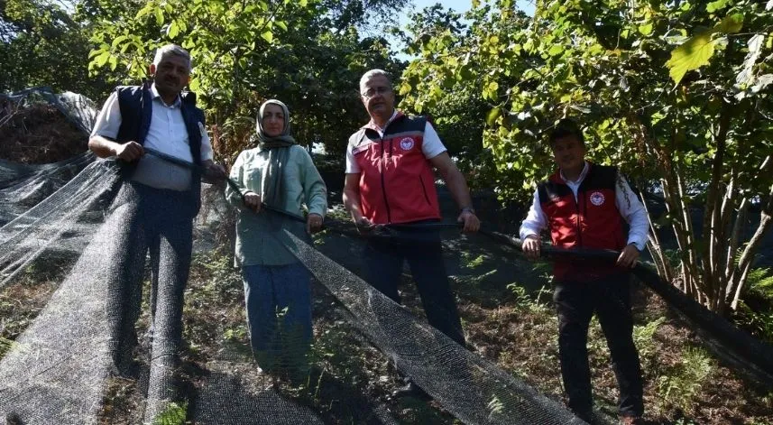 Ordu'da file örtü serilerek yapılan fındık hasadı yaygınlaşmaya başladı