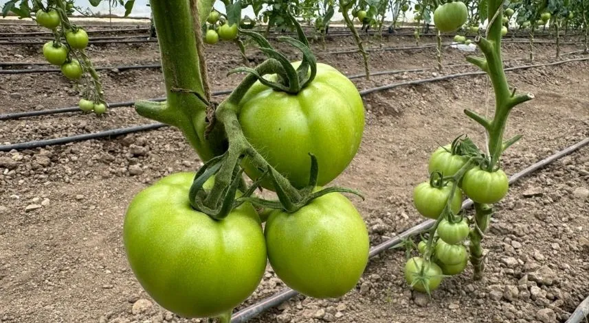 Örtü altı sebze üretimi beldenin gelir kapısı oldu