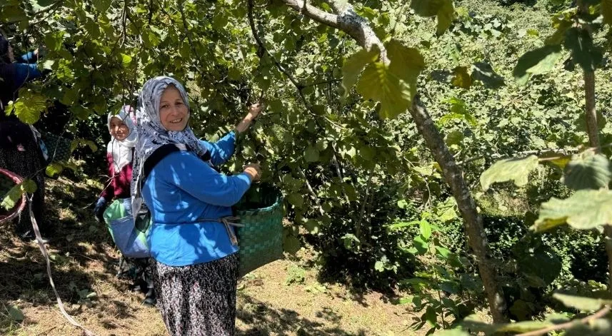 Giresun'da üreticiler fındık hasadına başladı