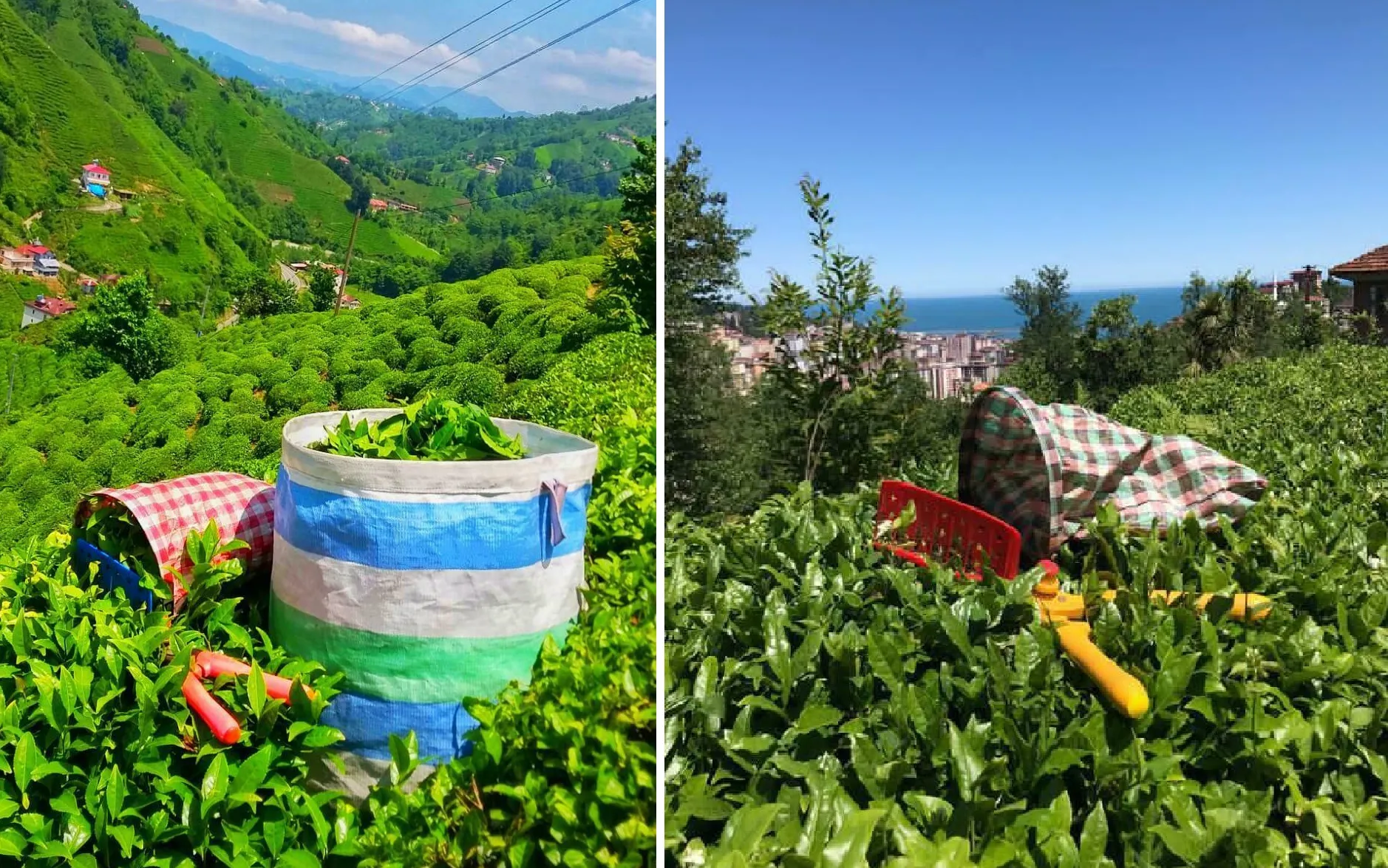 Üçüncü sürgün yaş çay alımları başladı