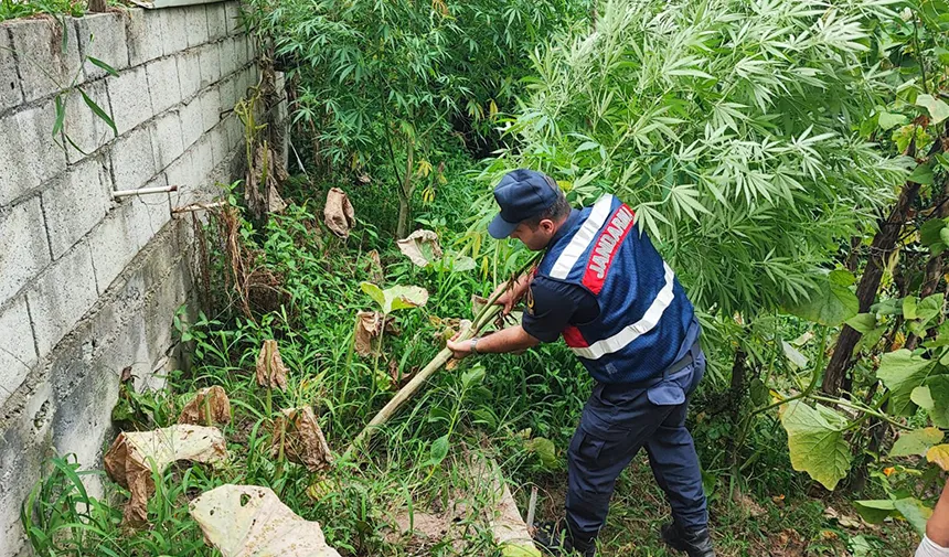 Rize'de 5 farklı noktada uyuşturucu operasyonu düzenlendi