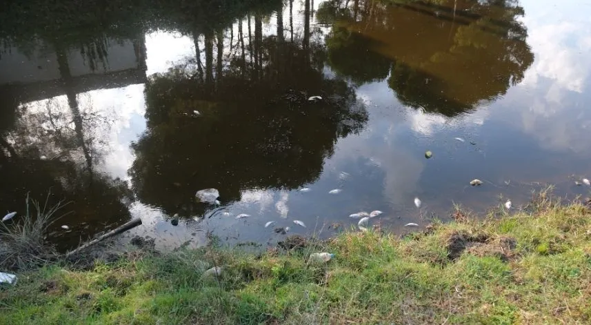 Samsun'da su kanalında balık ölümleri görüldü