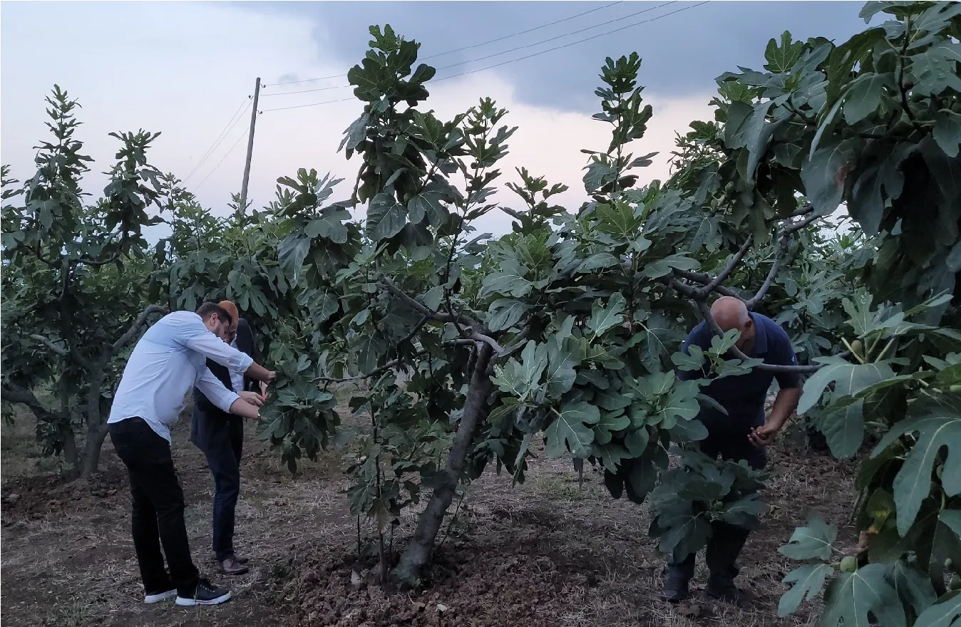 Mor patlıcan incirinde hasat başladı