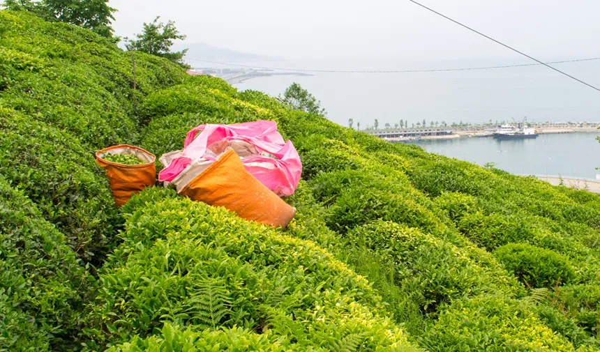 Rize'de ÇKS kayıtları bugün başlıyor!