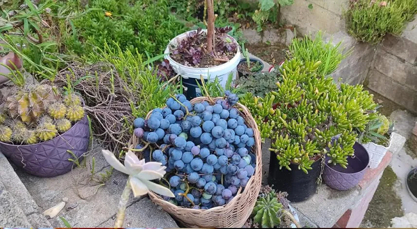 Rize'nin kokulu üzümünün hasadı başladı