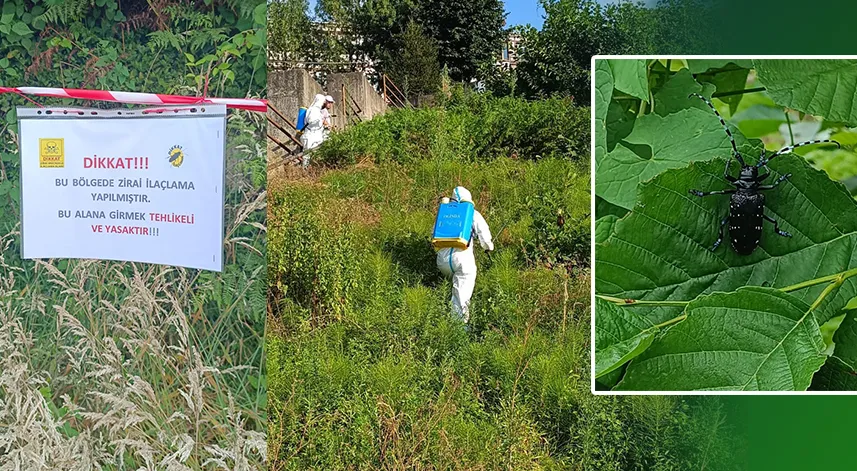 Rize'de zararlı tür için ilaçlama çalışması gerçekleştirildi