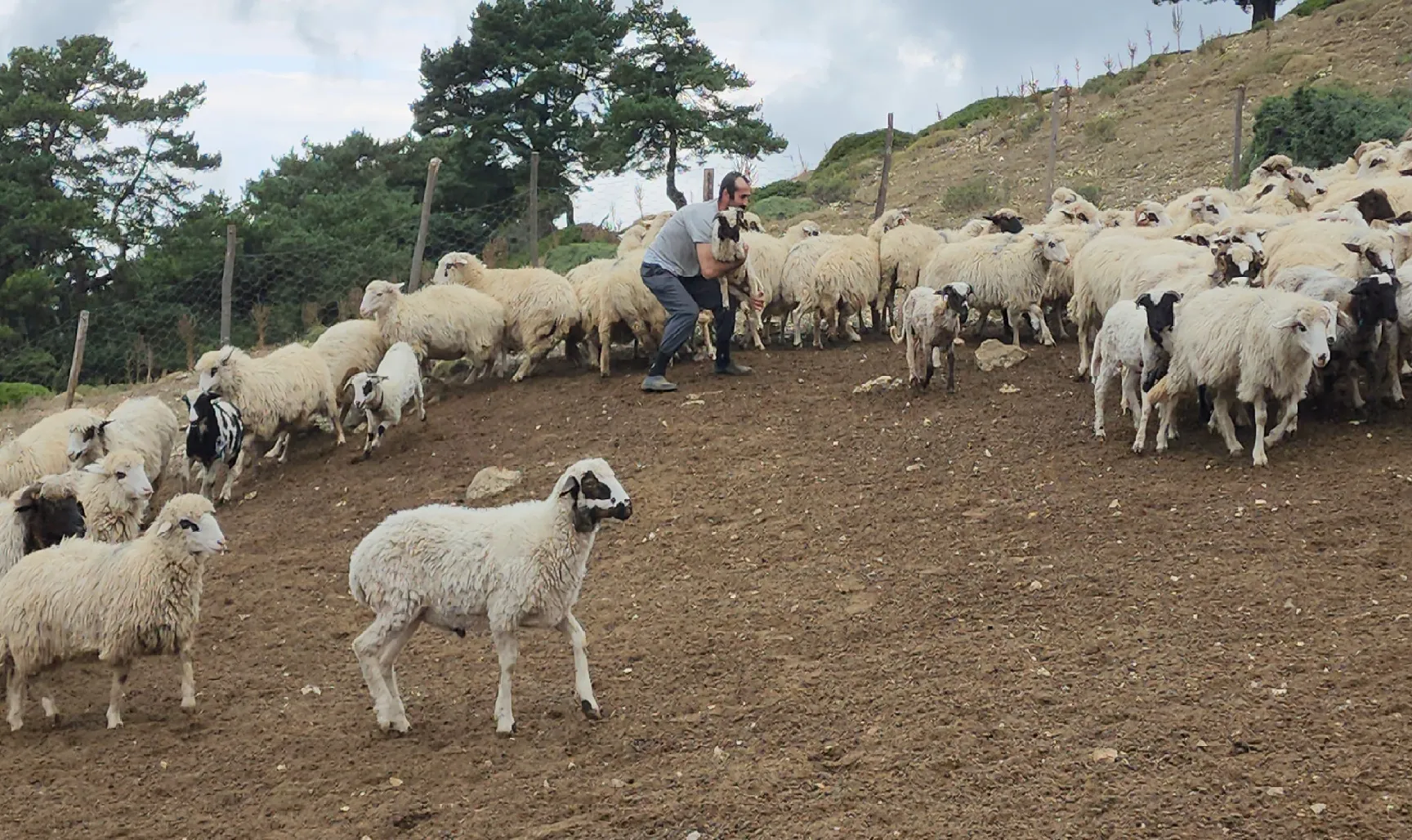 Amasya'da yaylacıların dönüş yolculuğu başladı