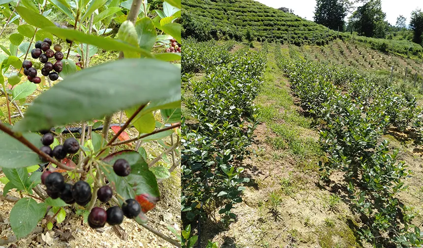 Rize'de Aronya çiftliği kuruldu