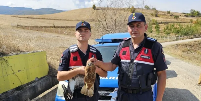 Yaralı kızıl şahin korumaya alındı