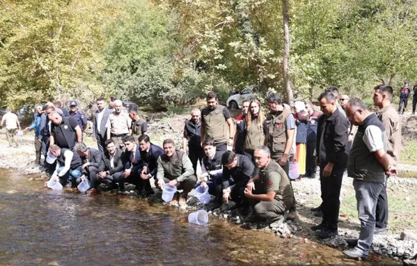 Derelere 15 bin alabalık yavrusu bırakıldı