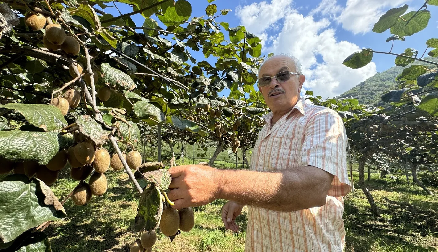 Karadeniz'in ihtiyar delikanlıları topraktan kopamıyorlar