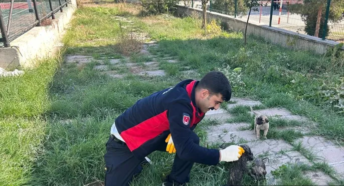 Boru ve kuyuya sıkışan kedi ve köpekleri itfaiye ekipleri kurtardı