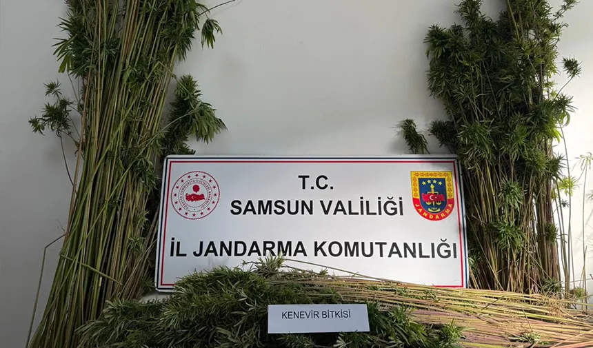 Jandarma 957 kök kenevir bitkisi ele geçirdi