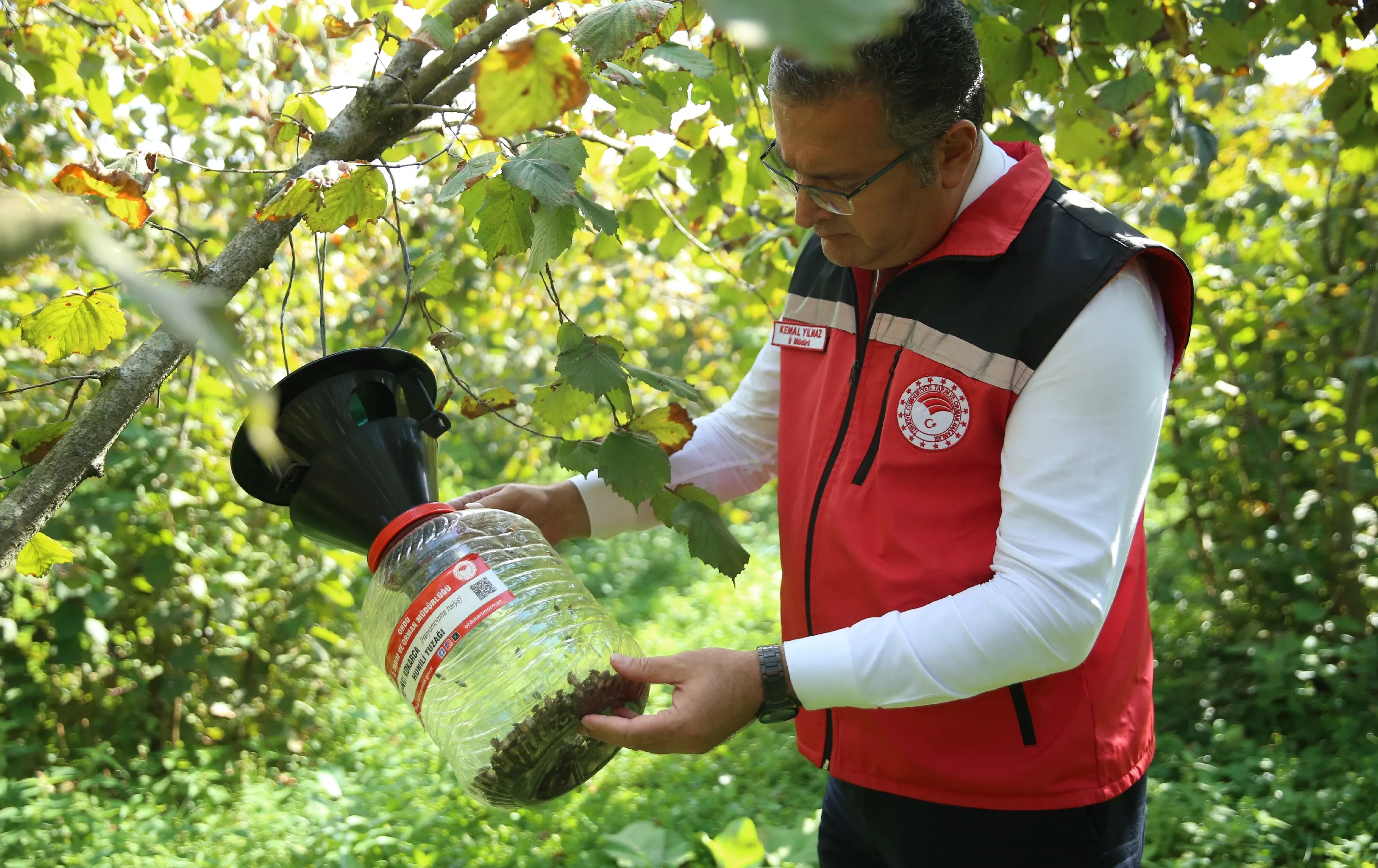 Kahverengi kokarca ile mücadelede fındık bahçelerine 2 bin 200 feromon tuzak asıldı