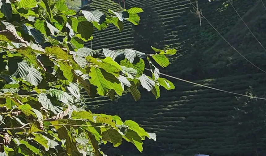 Rize'de bugün: 07 Ekim Pazartesi