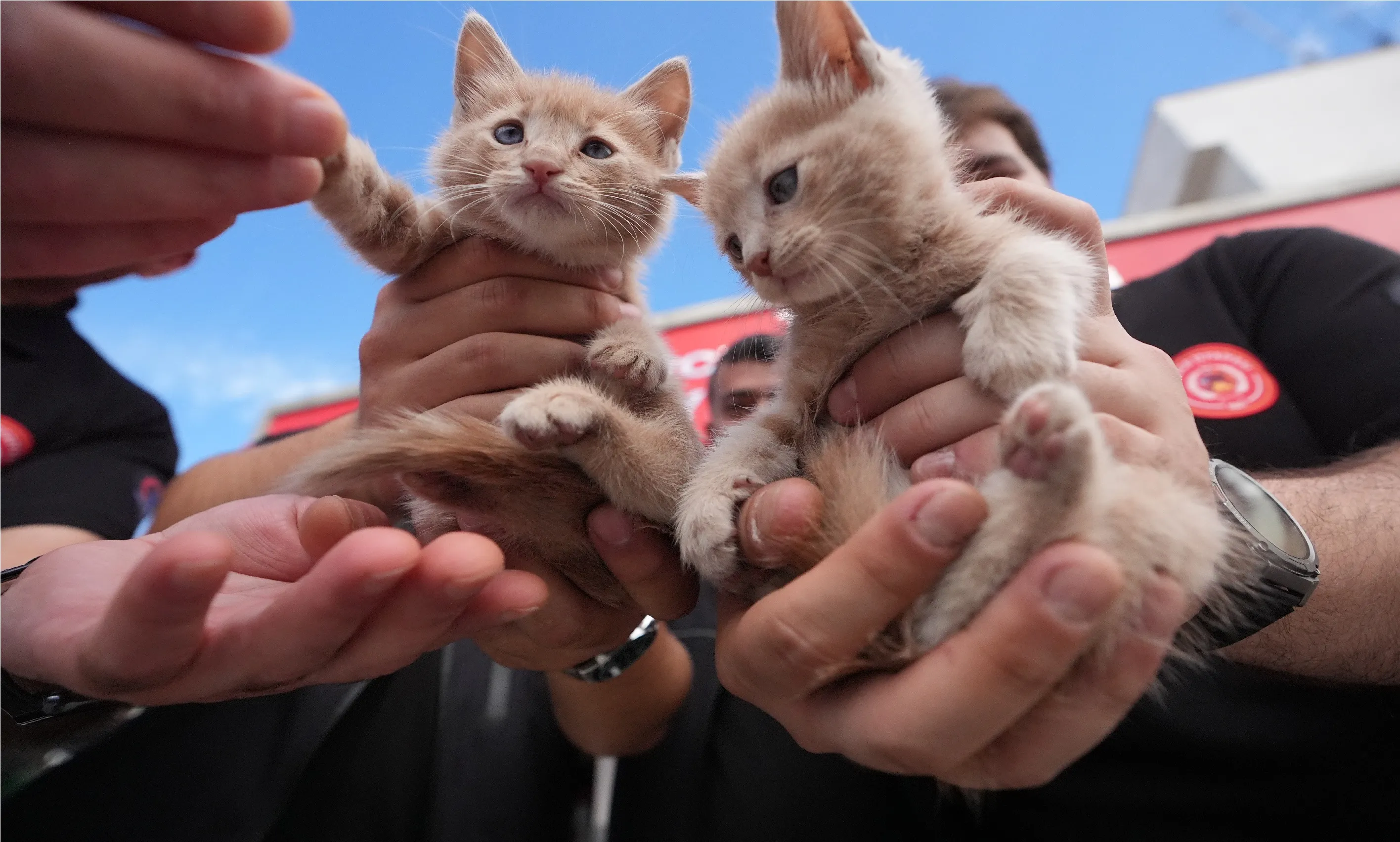 Kurtarma ihbarına gittiği kedi yavrularını sahiplendi