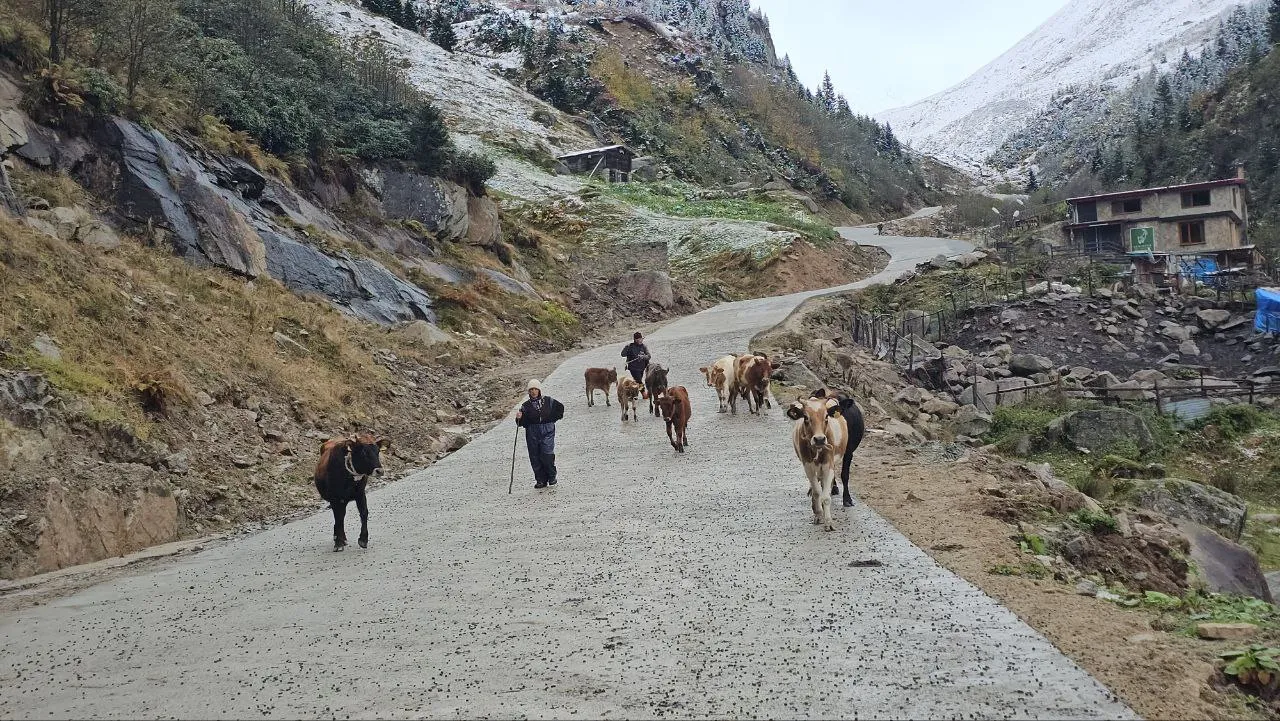 Rize'de yaylacıların köye dönüş yolculuğu devam ediyor