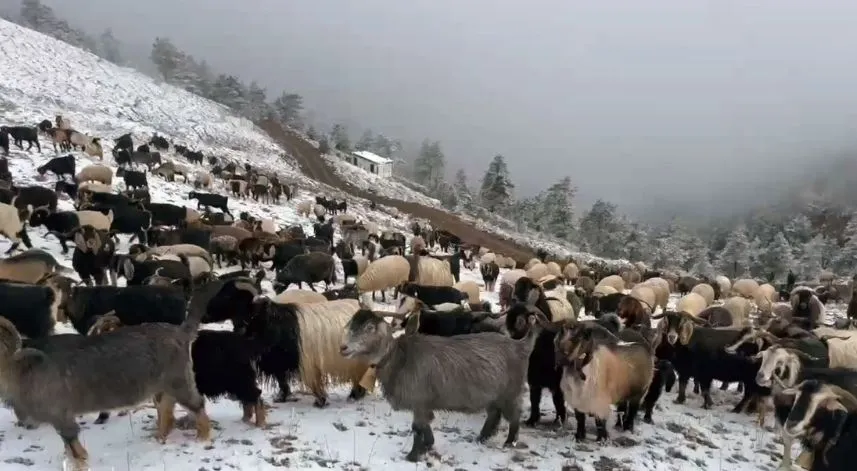 Giresun yaylalarına kar yağdı, çobanlar zorlu dönüş yolculuğuna çıktı