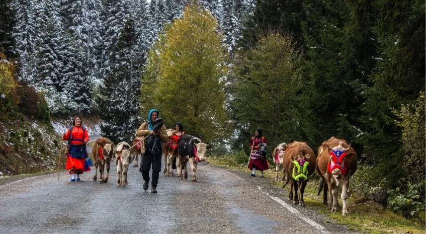 Doğu Karadeniz'de kar yağışı yaylalardan dönüşü hızlandırdı