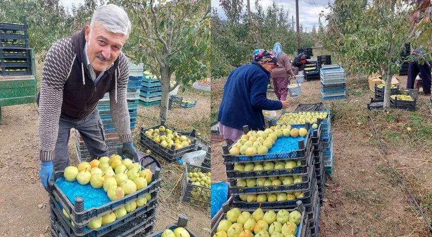 Sungurlu'da deveci armudu hasadı başladı