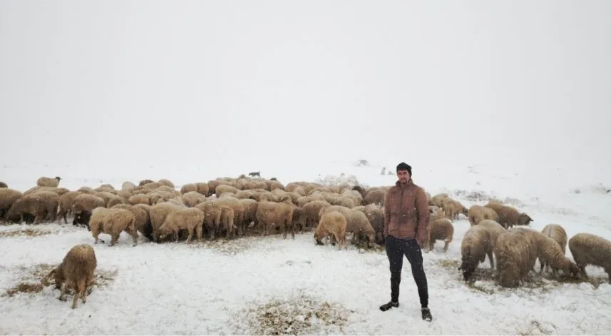 Tokat'ta kar yağışı sonrası çoban sürüsüyle yaylada mahsur kaldı