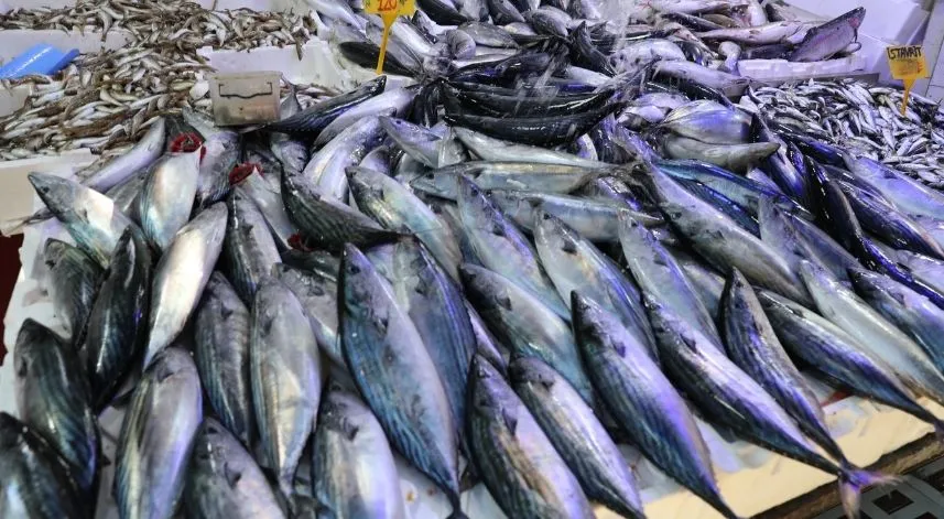 Karadeniz'de yağlanan ve büyüyen palamut yüz güldürdü