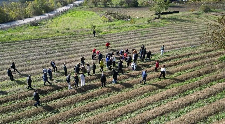 Karabük'te safran hasadı yapıldı