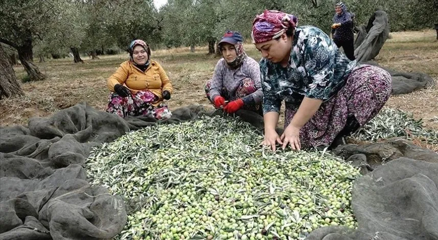 Zeytin üreticileri yağmur bekliyor