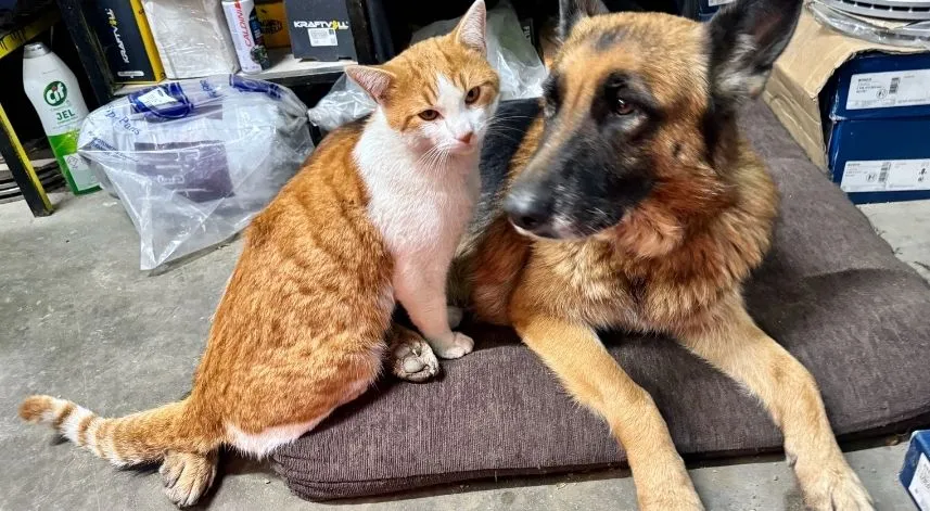 Oto servisinde beslenen kedi ve köpek sıkı dost oldu