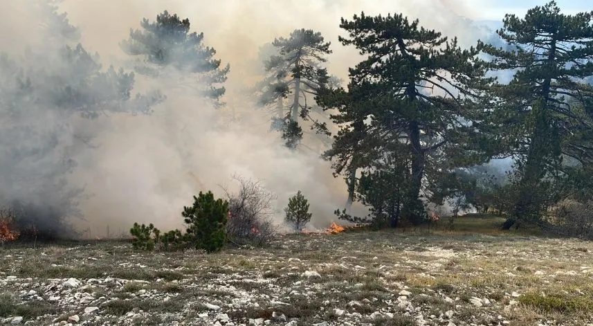 Bolu'da çıkan örtü yangını söndürüldü