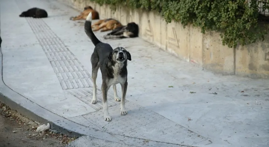 Ordu'da sahipsiz köpeğin saldırısına uğrayan kişi tedbir alınmasını istiyor