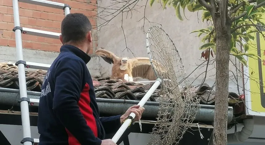 Bitkin haldeki akbaba sağlık kontrollerinin ardından doğaya salınacak