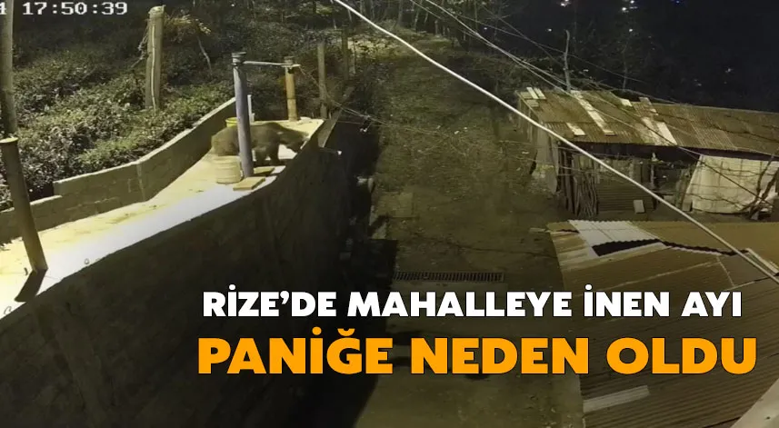 Rize’de Mahalleye İnen Ayı Paniğe Neden Oldu