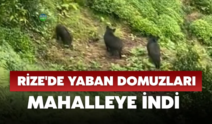 Rize'de yaban domuzları mahalleye indi