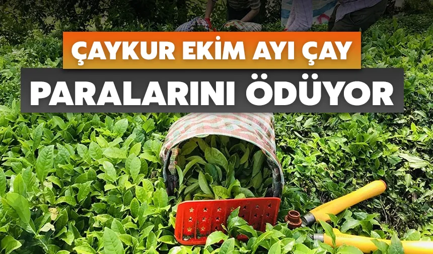 ÇAYKUR ekim ayı çay paralarını ödüyor