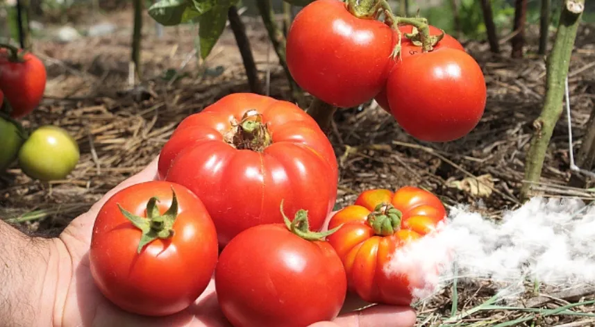  64 Çeşit domatesin ata tohumu üniversiteye bağışladı