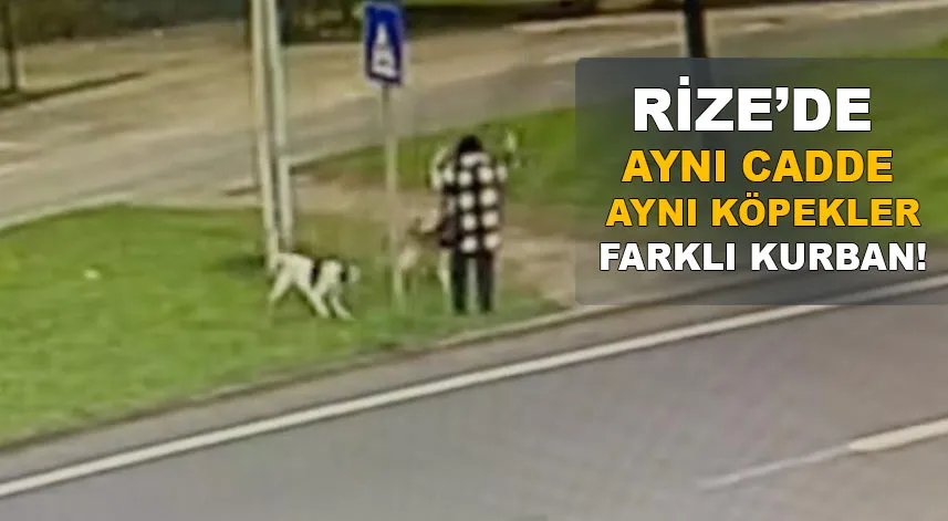 Rize’de aynı cadde, aynı köpekler, farklı kurban!