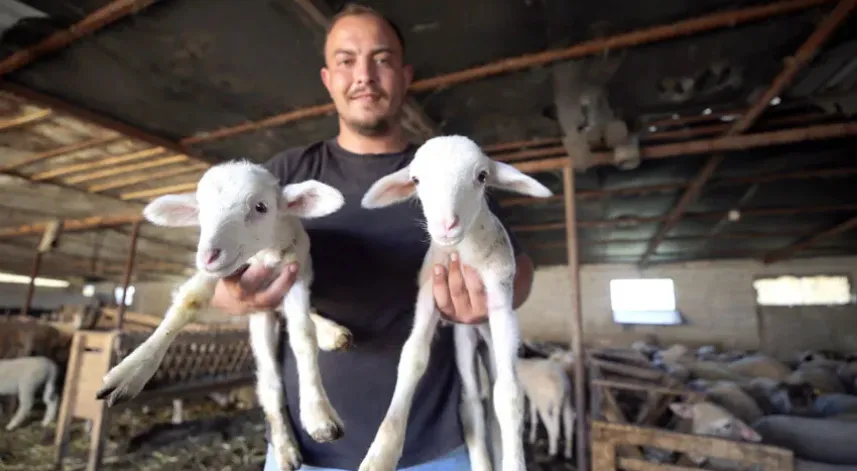  15 koyunla hayvancılığa başlayan genç sürü sahibi oldu