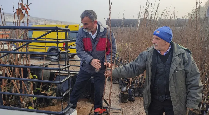 Üreticilere yüzde 50 hibeli Trabzon hurması ve yaban mersini fidanı