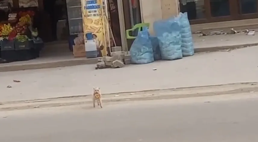 Kedi market önündeki simidi çaldı