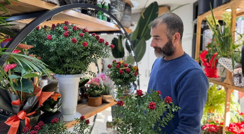 Kokina çiçekleri yılbaşına hazır